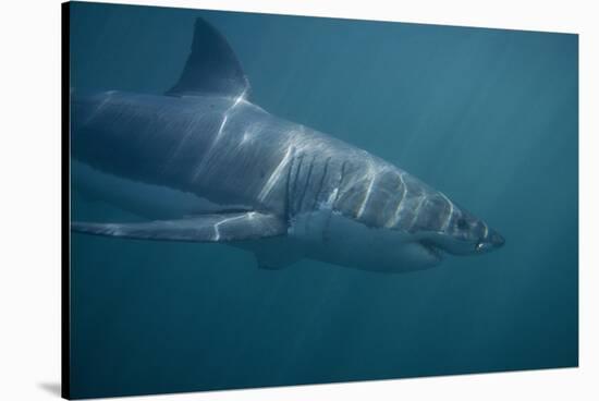 Great White Shark Swimming-DLILLC-Stretched Canvas