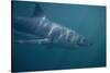 Great White Shark Swimming-DLILLC-Stretched Canvas