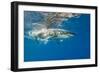 Great White Shark Underwater at Guadalupe Island, Mexico-Wildestanimal-Framed Photographic Print