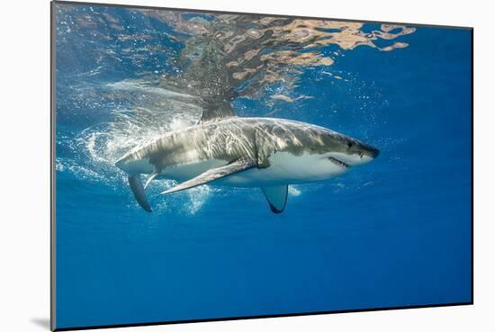 Great White Shark Underwater at Guadalupe Island, Mexico-Wildestanimal-Mounted Photographic Print