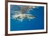 Great White Shark Underwater at Guadalupe Island, Mexico-Wildestanimal-Framed Photographic Print