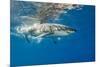 Great White Shark Underwater at Guadalupe Island, Mexico-Wildestanimal-Mounted Photographic Print