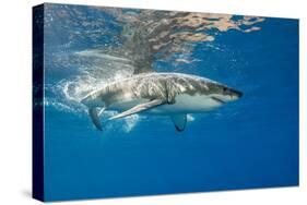 Great White Shark Underwater at Guadalupe Island, Mexico-Wildestanimal-Stretched Canvas