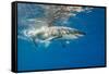 Great White Shark Underwater at Guadalupe Island, Mexico-Wildestanimal-Framed Stretched Canvas