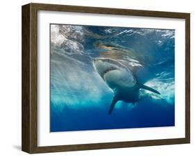 Great White Shark Underwater at Guadalupe Island, Mexico-Wildestanimal-Framed Photographic Print