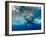 Great White Shark Underwater at Guadalupe Island, Mexico-Wildestanimal-Framed Photographic Print