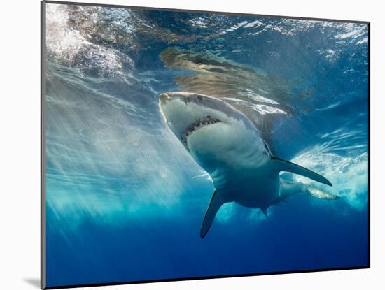 Great White Shark Underwater at Guadalupe Island, Mexico-Wildestanimal-Mounted Photographic Print