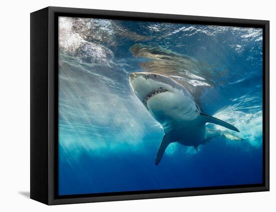 Great White Shark Underwater at Guadalupe Island, Mexico-Wildestanimal-Framed Stretched Canvas