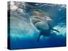 Great White Shark Underwater at Guadalupe Island, Mexico-Wildestanimal-Stretched Canvas