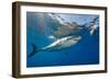 Great White Shark Underwater at Guadalupe Island, Mexico-Wildestanimal-Framed Photographic Print