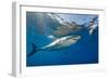 Great White Shark Underwater at Guadalupe Island, Mexico-Wildestanimal-Framed Photographic Print