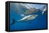 Great White Shark Underwater at Guadalupe Island, Mexico-Wildestanimal-Framed Stretched Canvas