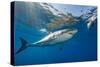 Great White Shark Underwater at Guadalupe Island, Mexico-Wildestanimal-Stretched Canvas