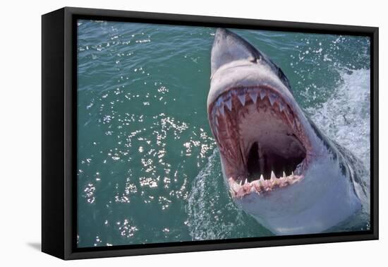 Great White Shark with Head Out of Water and Mouth Open-null-Framed Stretched Canvas