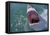 Great White Shark with Head Out of Water and Mouth Open-null-Framed Stretched Canvas