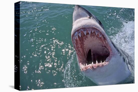 Great White Shark with Head Out of Water and Mouth Open-null-Stretched Canvas