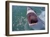 Great White Shark with Head Out of Water and Mouth Open-null-Framed Photographic Print