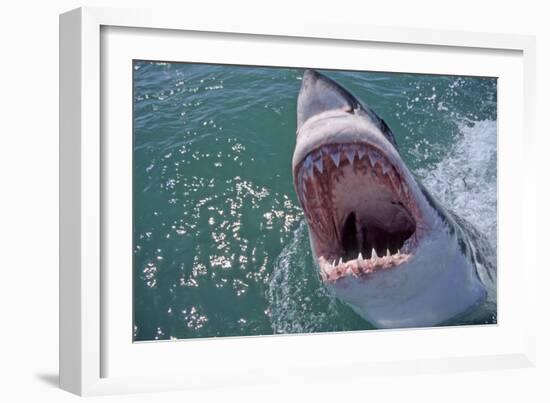 Great White Shark with Head Out of Water and Mouth Open-null-Framed Photographic Print