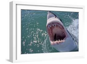 Great White Shark with Head Out of Water and Mouth Open-null-Framed Photographic Print
