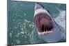 Great White Shark with Head Out of Water and Mouth Open-null-Mounted Photographic Print
