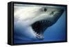 Great White Shark with Mouth Wide Open-null-Framed Stretched Canvas