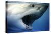 Great White Shark with Mouth Wide Open-null-Stretched Canvas