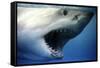 Great White Shark with Mouth Wide Open-null-Framed Stretched Canvas