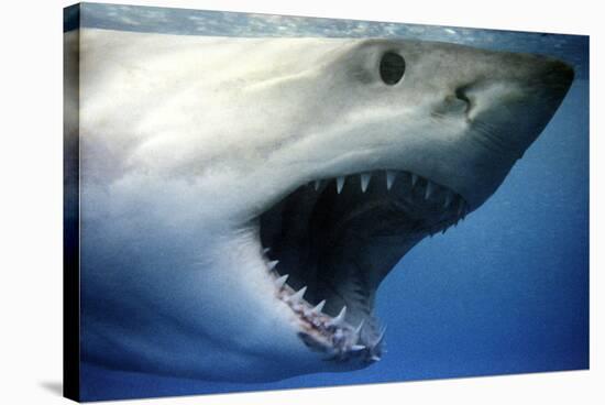 Great White Shark with Mouth Wide Open-null-Stretched Canvas