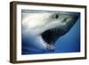 Great White Shark with Mouth Wide Open-null-Framed Photographic Print