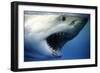 Great White Shark with Mouth Wide Open-null-Framed Photographic Print