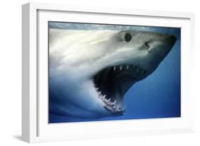 Great White Shark with Mouth Wide Open-null-Framed Photographic Print