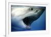 Great White Shark with Mouth Wide Open-null-Framed Photographic Print