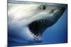 Great White Shark with Mouth Wide Open-null-Mounted Photographic Print