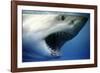 Great White Shark with Mouth Wide Open-null-Framed Photographic Print