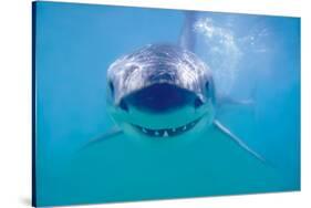 Great White Shark-null-Stretched Canvas