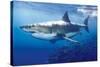 Great White Shark-null-Stretched Canvas