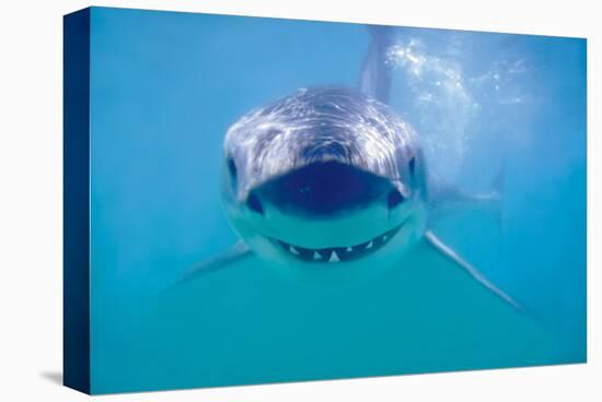 Great White Shark-null-Stretched Canvas