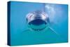 Great White Shark-null-Stretched Canvas