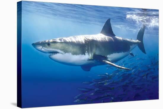 Great White Shark-null-Stretched Canvas