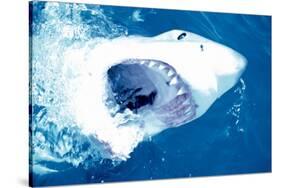 Great White Shark-null-Stretched Canvas