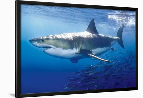 Great White Shark-null-Lamina Framed Poster