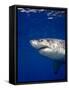 Great White Shark-Stephen Frink-Framed Stretched Canvas