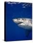 Great White Shark-Stephen Frink-Stretched Canvas