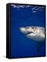 Great White Shark-Stephen Frink-Framed Stretched Canvas