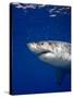 Great White Shark-Stephen Frink-Stretched Canvas