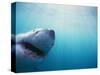 Great White Shark-Stuart Westmorland-Stretched Canvas