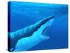 Great White Shark-Chris Butler-Stretched Canvas