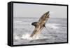 Great White Shark-null-Framed Stretched Canvas