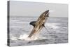 Great White Shark-null-Stretched Canvas