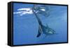 Great White Shark-null-Framed Stretched Canvas